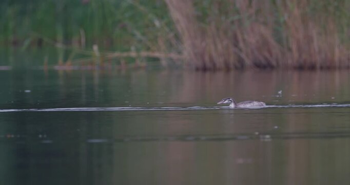 Juvenile great crested grebe swimming towards parent waiting for food on a calm pond