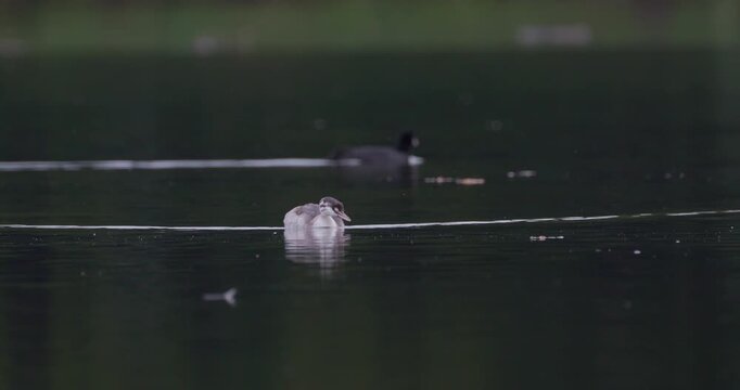 Juvenile great crested grebe swimming towards camera on a calm pond in overcast weather