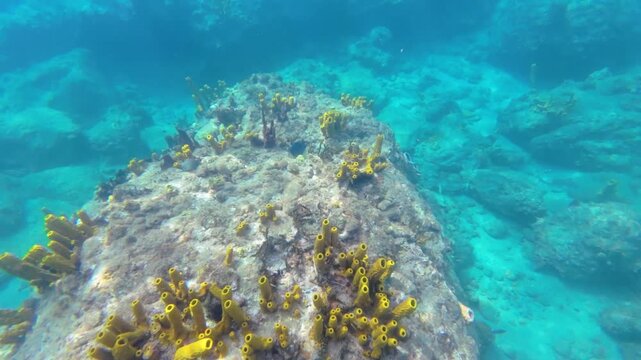 Yellow tube sponges growing on rocky coral reef in clear turquoise Caribbean water with small fish swimming nearby at Champagne Beach in Dominica