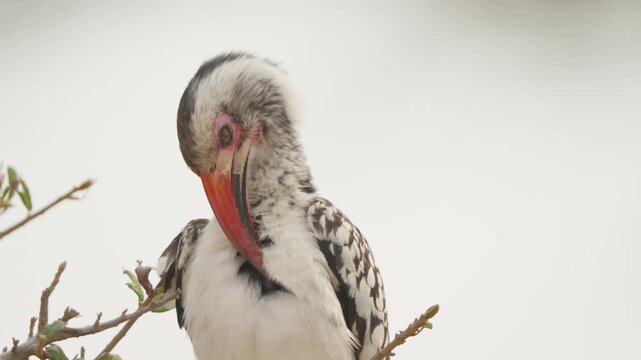 Southern red billed hornbill preening its chest in slow motion close up, soft feathers and curved bill visible. Wildlife grooming behavior filmed in Kruger national park South Africa.