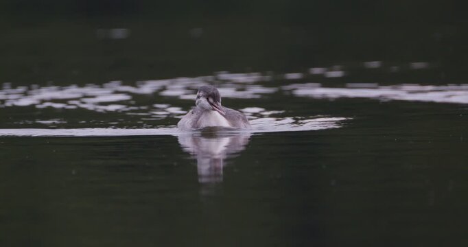 Close-up of a juvenile great crested grebe swimming on calm water