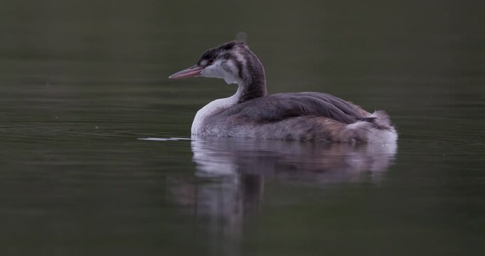 Close-up of a juvenile great crested grebe swimming on calm water