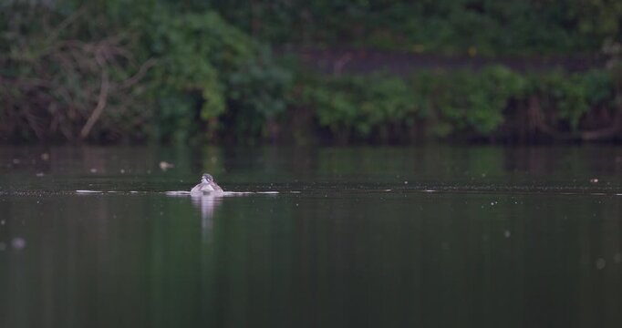 Juvenile great crested grebe and its parent swimming together on a calm lake in overcast weather