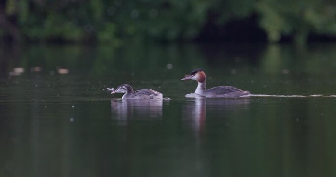 Juvenile great crested grebe and its parent swimming together on a calm lake in overcast weather