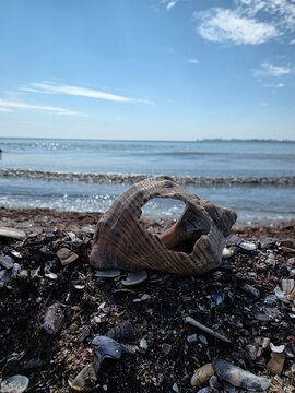 A beautiful seashell on the rocks
