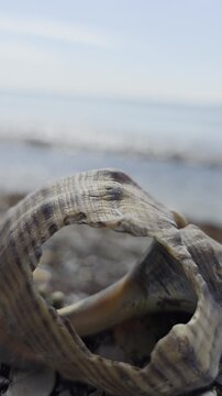 A beautiful seashell and a light breeze