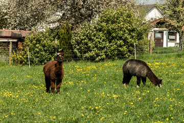 alpaka tier natur lama familie © fotorena.de