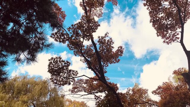 Low angle view of autumn trees with colorful red and brown leaves against blue sky with white clouds