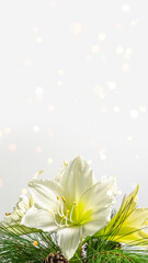 white amaryllis flower blossom arrangement isolaed on white background with copy space, floral christmas card for social media, elegant xmas greetings © winyu