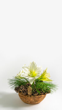 floral christmas arrangement with white amaryllis flower blossom isolated on white studio background for social media greeting card in december holiday season