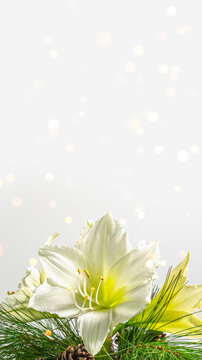 white amaryllis flower blossom arrangement isolaed on white background with copy space, floral christmas card for social media, elegant xmas greetings
