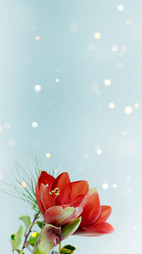 floral christmas background with red amaryllis flower arrangement isolated on abstract blue background with copy space, social media greeting card template for xmas or valentines day