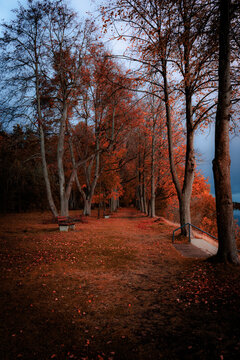 Autumn park path lined with trees and fallen leaves