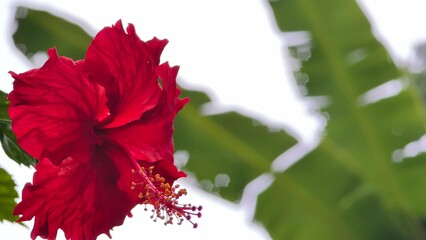 Vibrant red hibiscus flower blooming with blurred green banana leaf background and copy space © Hayati