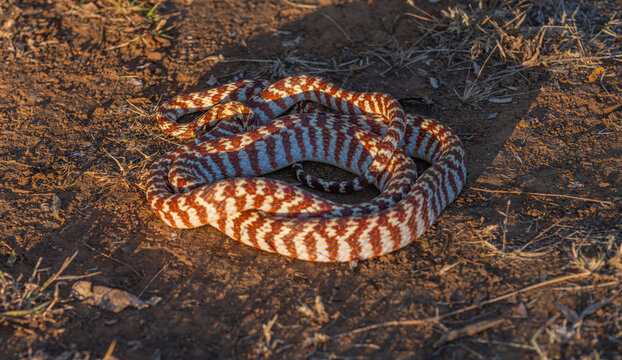 Skin and scale pattern of Brown tree snake or Boiga irregularis curled up on ground in the Kimberley