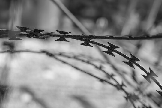 Black and white close-up of barbed wire with sharp spikes against a blurred background, a dramatic monochrome concept for security, border, imprisonment, conflict, danger and restricted areas