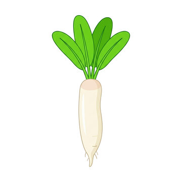 Cartoon white radish with green leaves isolated on white background