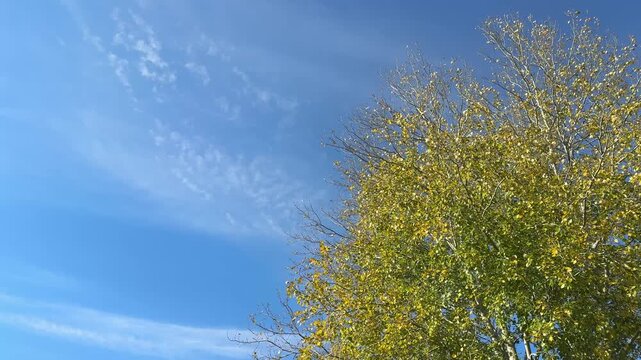 Fall quaking aspen tree against sky.