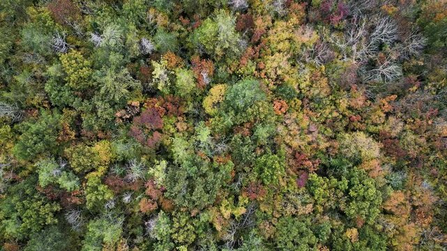 Aerial view of colorful autumn forest foliage background