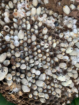 Wasp Larvae in Nest: A detailed view of a wasp nest filled with numerous white larvae, showcasing the intricate hexagonal structure of the comb and the early stages of insect development.