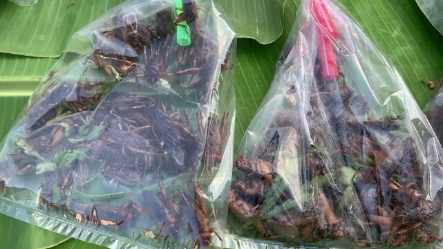 Dried Insects for Sale: A close-up shot of two plastic bags filled with dried insects, likely for consumption, resting on a bed of green banana leaves.