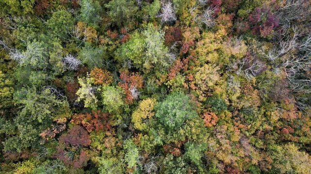 Aerial view of colorful autumn forest foliage background