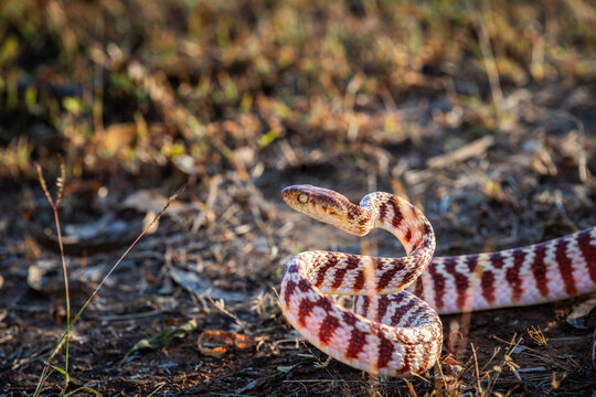 Brown tree snake or Boiga irregularis on ground with head up in coiled position looking like ready to strike in the Kimberley