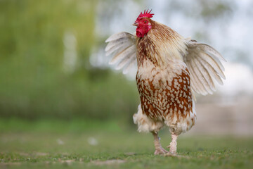 A proud rooster flaps its wings while standing outdoors on green grass in the countryside with a soft blurred background. © erwin