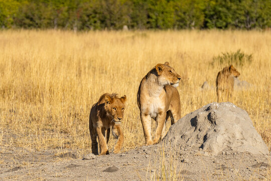 Big lion lying on savannah grass. Landscape with characteristic trees on the plain and hills in the background