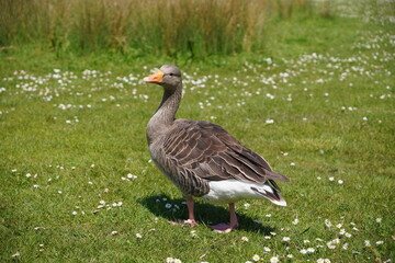 goose Anser anser on grass beside lake. Greylag goose bird portrait © Paul Cartwright