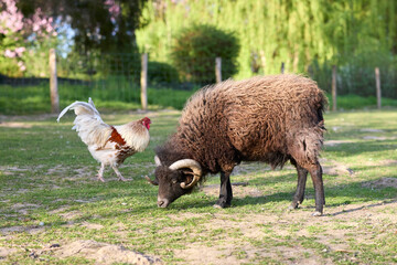 A horned brown ouessant ram grazes on green grass in a sunny farmyard next to a white rooster. Peaceful rural scene with farm animals in a paddock. © erwin