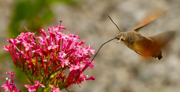 Hummingbird hawk-moth fly above the pink flower collecting pollen in the garden, bugs and insects wildlife background