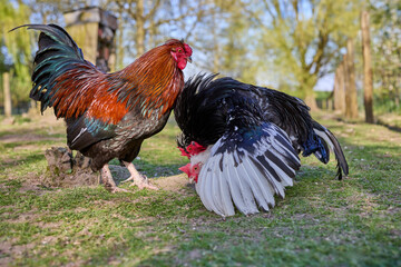 Two colorful roosters displaying territorial behavior on green grass in a sunny farmyard. One upright rooster watches another bowing with spread wings. © erwin