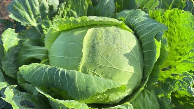 Cabbage Brassica oleracea White cabbage, Oxheart cabbage in the garden.