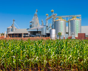 Large industrial grain silos storing agricultural bulk products behind a lush green corn plantation under a clear blue sky. © lcrribeiro33@gmail