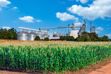Large industrial agricultural grain silos and elevator facility behind a lush green cornfield under a clear blue sky. © lcrribeiro33@gmail