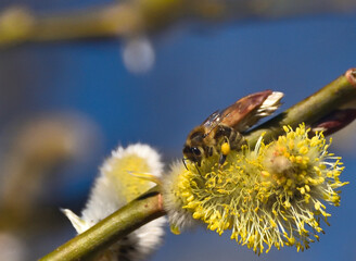 Bees are all in the dust of flowers © ezp