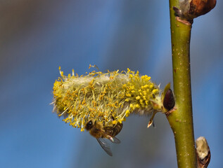 Bees are all in the dust of flowers © ezp
