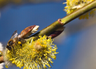 Bees are all in the dust of flowers © ezp