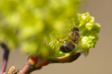 Bees are all in the dust of flowers © ezp