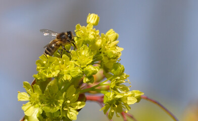 Bees are all in the dust of flowers © ezp
