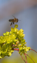 Bees are all in the dust of flowers © ezp