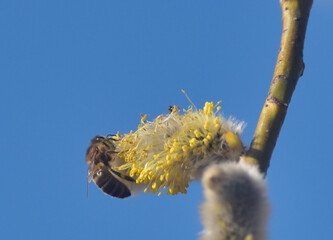 Bees are all in the dust of flowers © ezp