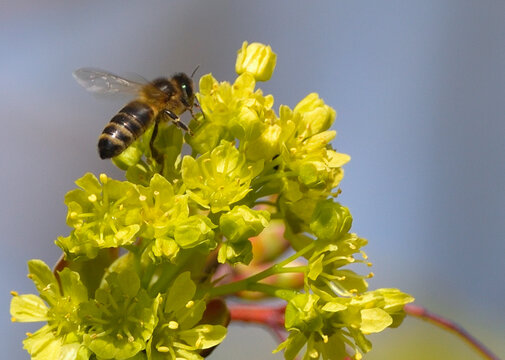Bees are all in the dust of flowers