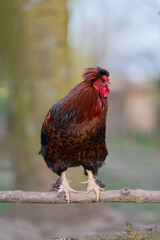 A handsome brown rooster with a feathered crest perches proudly on a wooden branch outdoors on a rural farm. © erwin