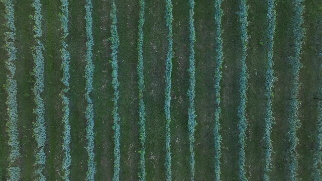 Aerial view of perfectly aligned rows of grapevines in a lush vineyard, showcasing the agricultural landscape of Ambrolauri, Racha-Lechkhumi and Kvemo Svaneti, Georgia.
