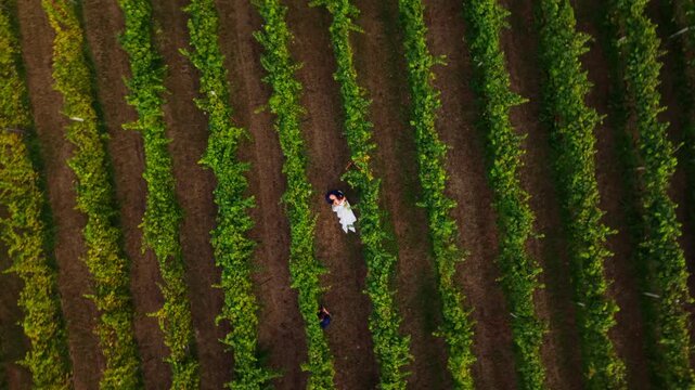 An aerial view pulls back and rotates above a bride and groom embracing between vineyard rows, with a photographer nearby.