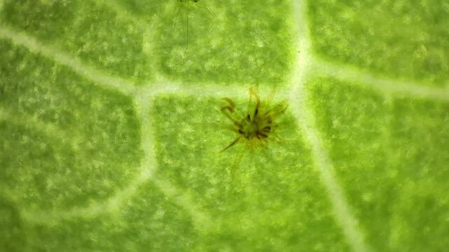 Microscope macro video of star-shaped stellate trichome on green leaf with zoom and focus pull 