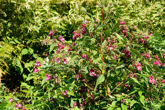 Dr&uuml;siges Springkraut - Impatiens glandulifera - Hamalayan balsam