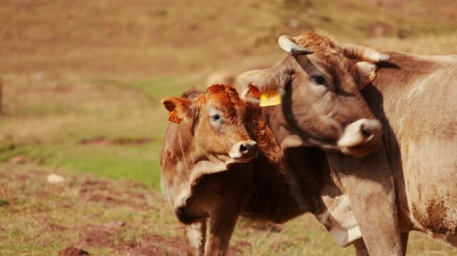 Close up of mother cow and calf Bos taurus in Valle de Hecho, Pyrenees, Spain